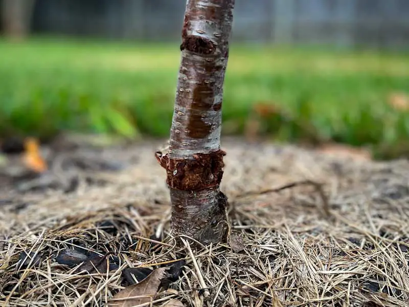 Closeup image of a young peach tree trunk with visible damage from rodents.