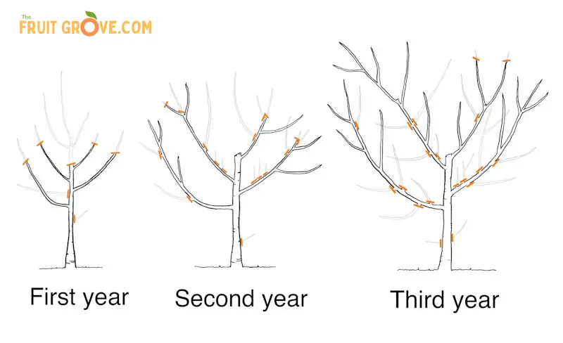 Illustration of example cuts in the first three years of pruning a peach tree. 