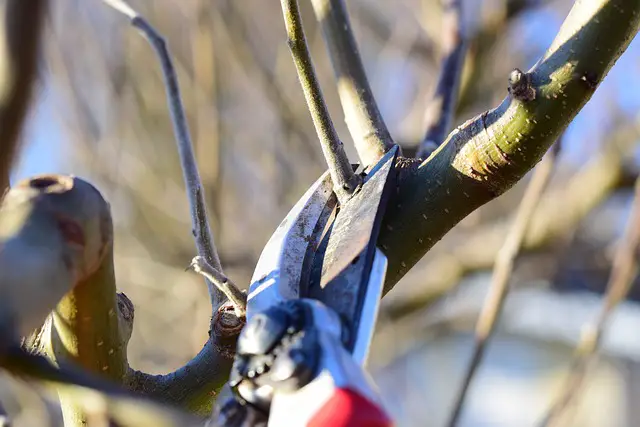 Closeup image of pruners (or secateurs) cutting water sprouts from a dormant tree.