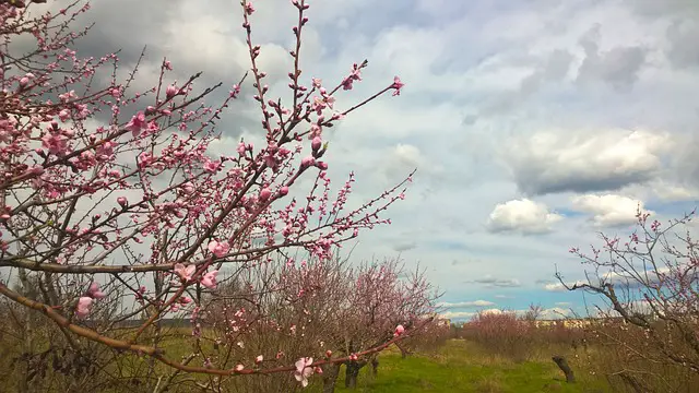 Image of a peach orchard blossoming in early spring.