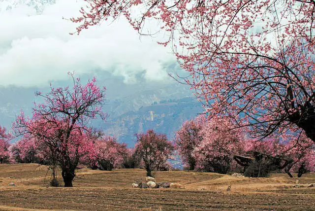 Image of a mature peach grove in blossom, with mountains in the background.