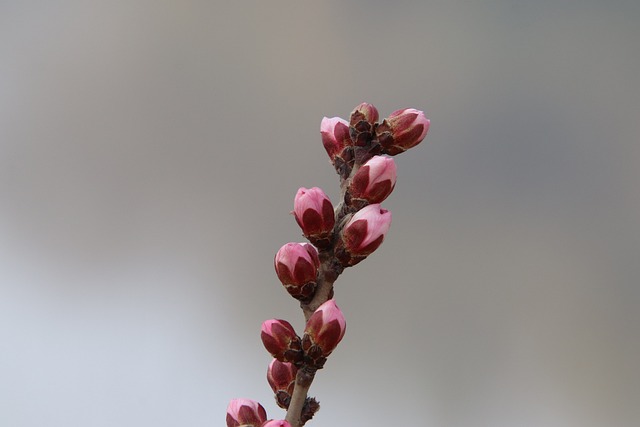Closeup image of small pink flower buds on a peach tree.