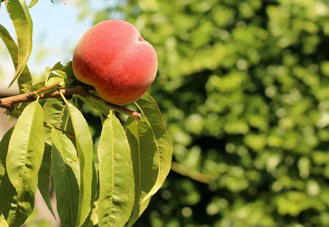 Closeup image of a ripe, mostly red peach on a tree.