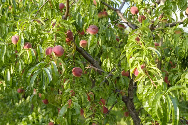 Image of a mature peach tree in summer with dozens of ripe peaches.