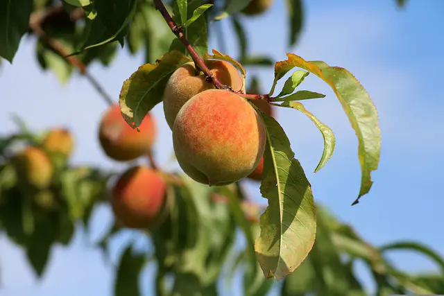Image of ripe peaches on a tree.