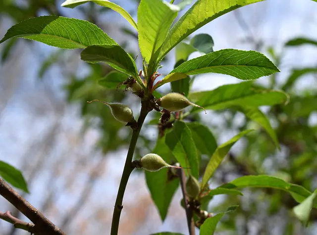 Image of very young, green peaches on the end of a branch.
