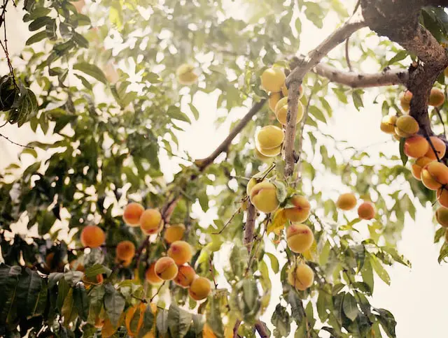 Image of ripe yellow-orange peaches on a tree.