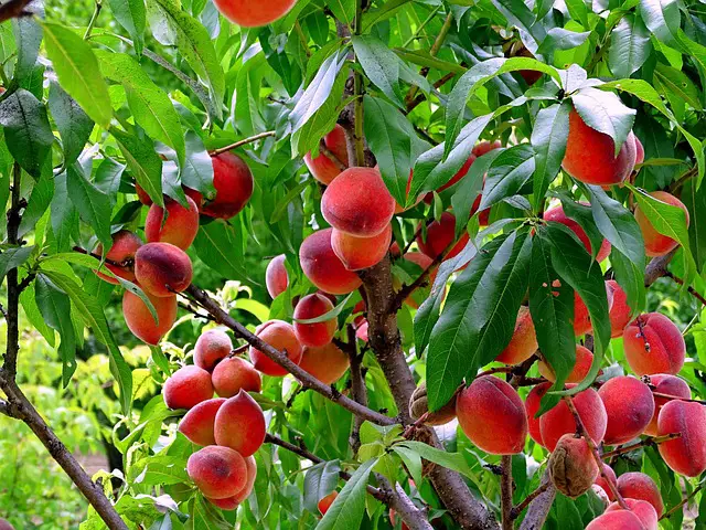 Image of red, ripe peaches on a tree.