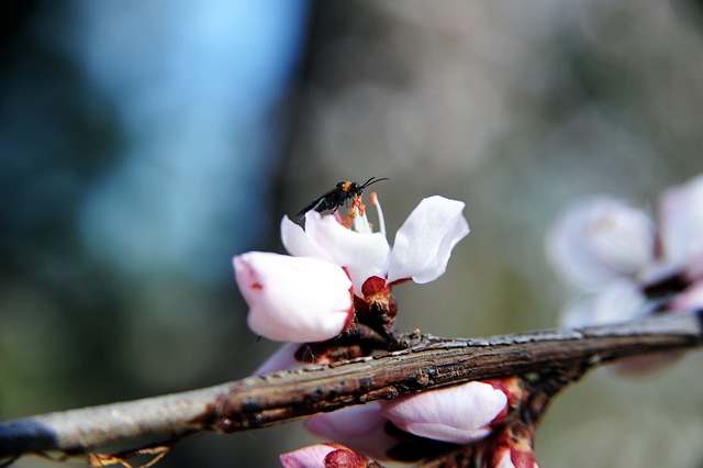 Closeup image of an insect on an open fruit tree blossom.