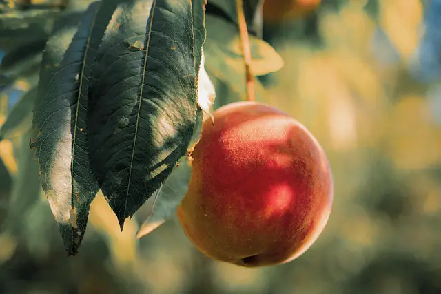 Closeup image of a ripe peach hanging on a tree
