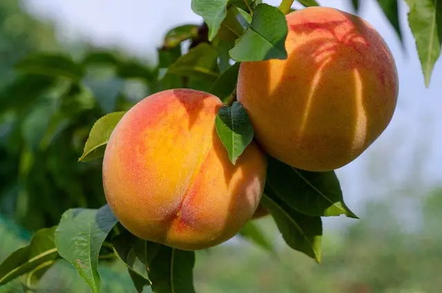 Closeup image of two yellow-orange peaches on a tree.