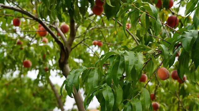 Image of a peach tree laden with ripe peaches.