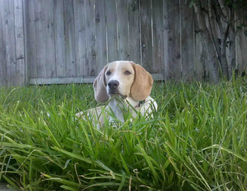 Image of a tan and white dog laying in the grass in front of a backyard fence.