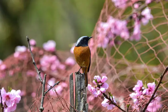 Image of a bird near a netted peach tree.
