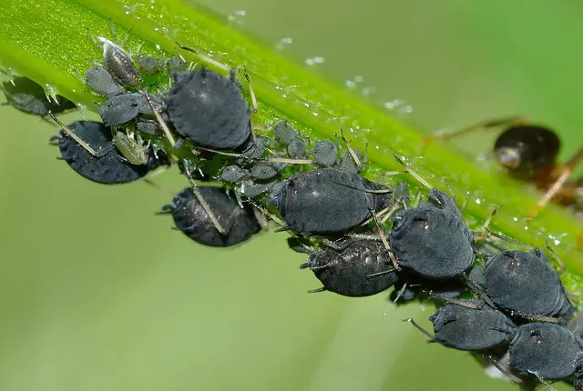 Closeup image of aphids and ants on a green stem.