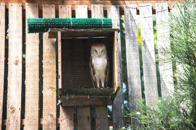 Image of an owl in a wooden owl box against a wood fence.