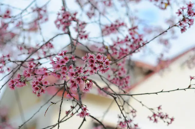 Closeup image of peach blossoms in spring.