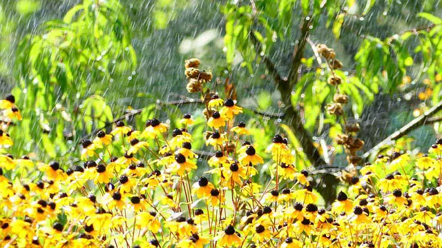 Image of rainfall with yellow flowers in front and a peach tree in the background.