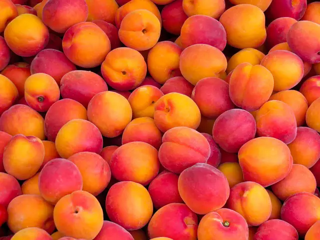 Image of dozens of ripe, orange-red peaches.