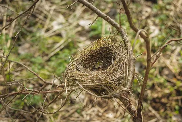 Image of a bird nest in a shrub.