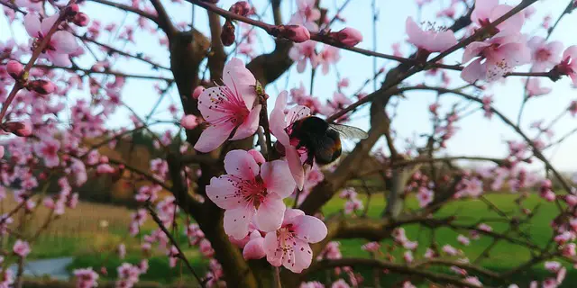 Image of a bee on peach tree blossoms.