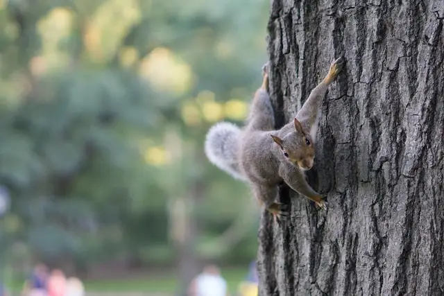 Image of a squirrel on a tree trunk.