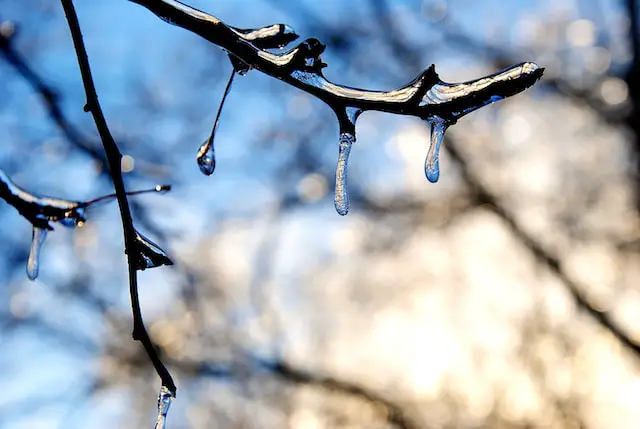 Image of ice frozen on a dormant tree branch.