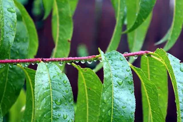 Image of healthy peach tree leaves that are wet due to rain or irrigation.