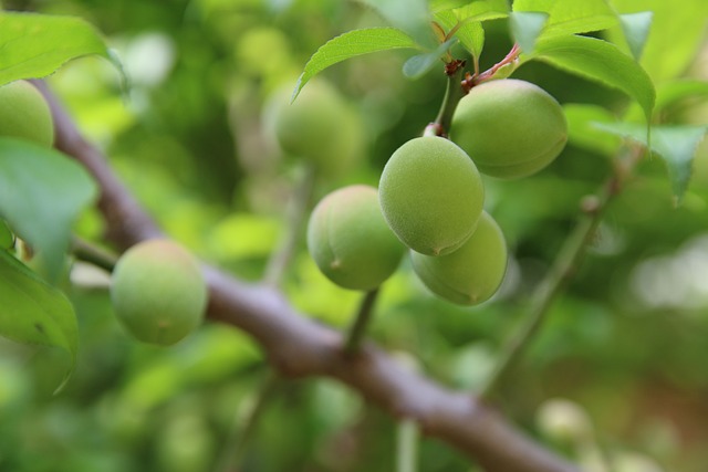 Image of unripe, green peaches hanging on a tree.