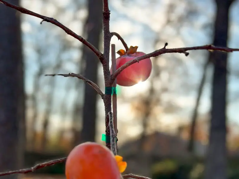 Image of a leafless Fuyu persimmon tree with the sun behind the ripe, red-orange fruit.