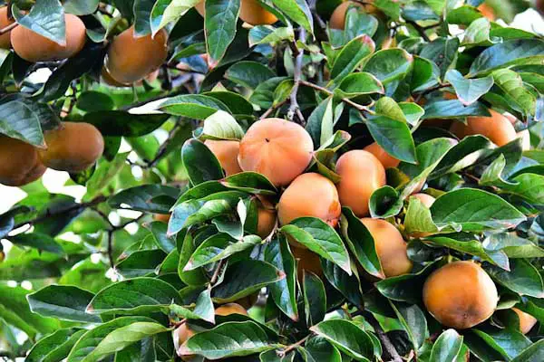 Image of a dense, shrub-like persimmon tree with large orange fruit.