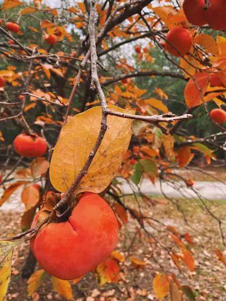 Image of a small Asian persimmon tree in autumn in Georgia, United States.