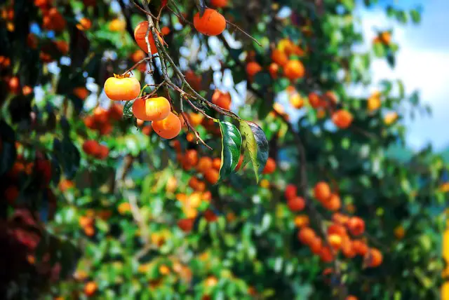 Image of a persimmon tree full of ripe, orange persimmons.
