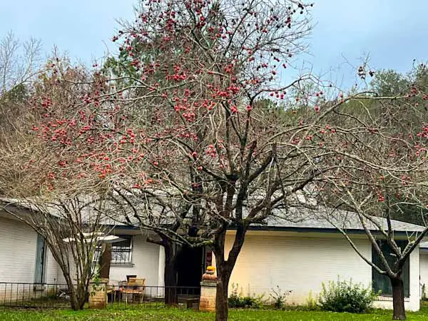Image of a mature American persimmon tree in front of a house, approximately 30 feet tall and wide.