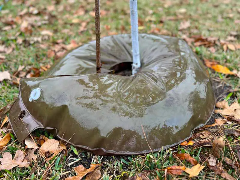 Image of a donut-shaped bag filled with water around a young fruit tree.