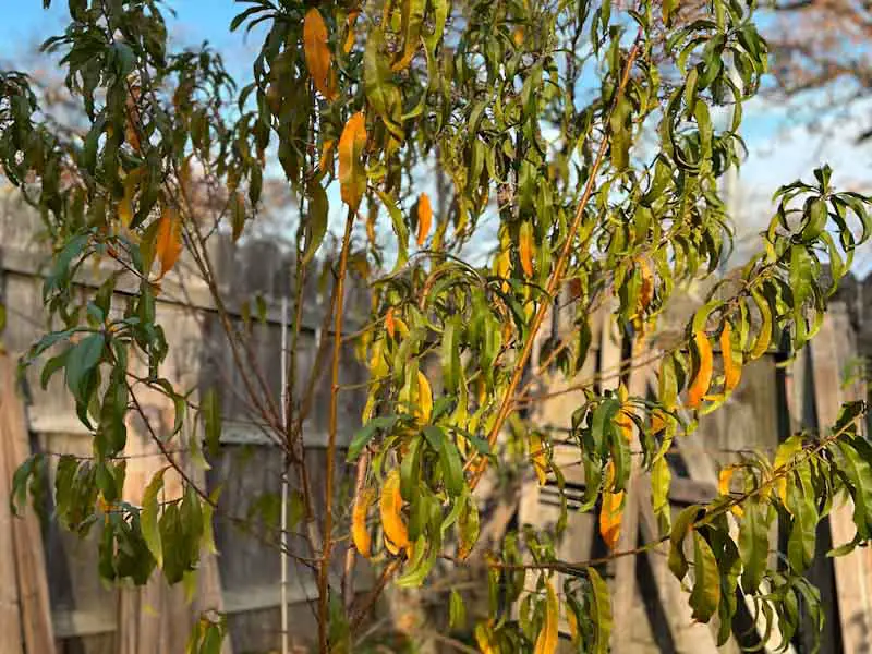 Image of a struggling peach tree with yellowing leaves.