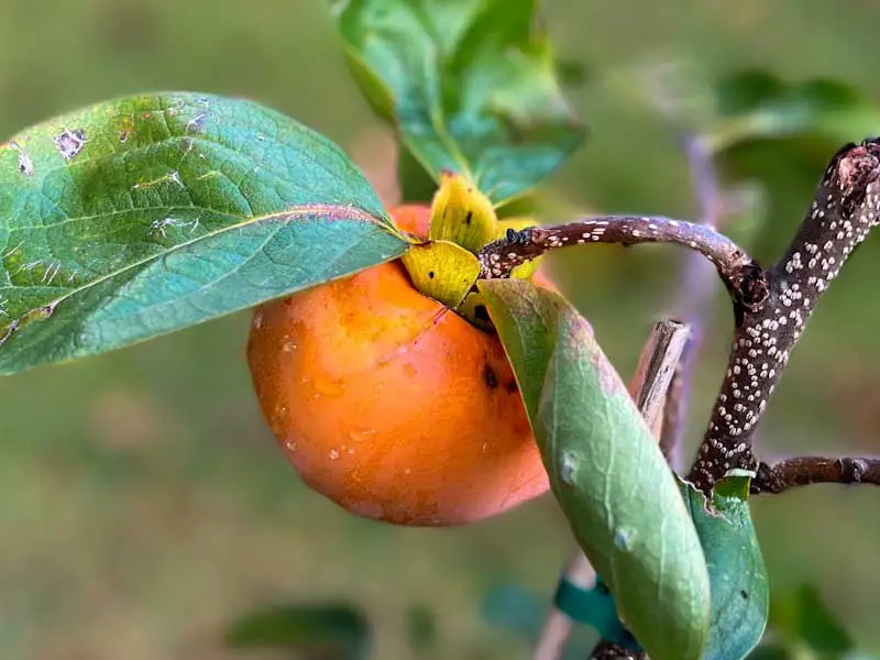 Closeup image of a Fuyu persimmon on a tree.