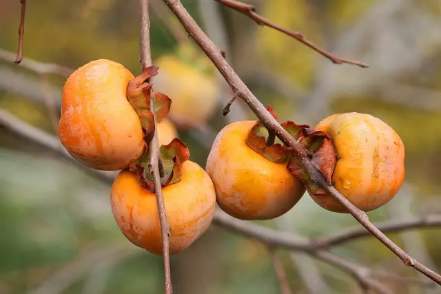 Image of 4 ripening orange persimmons on bare branches.