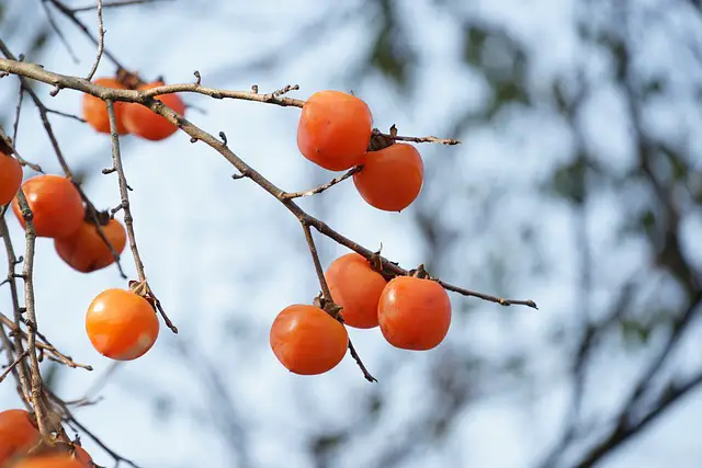 Image of ripe persimmons on a bare, leafless tree.