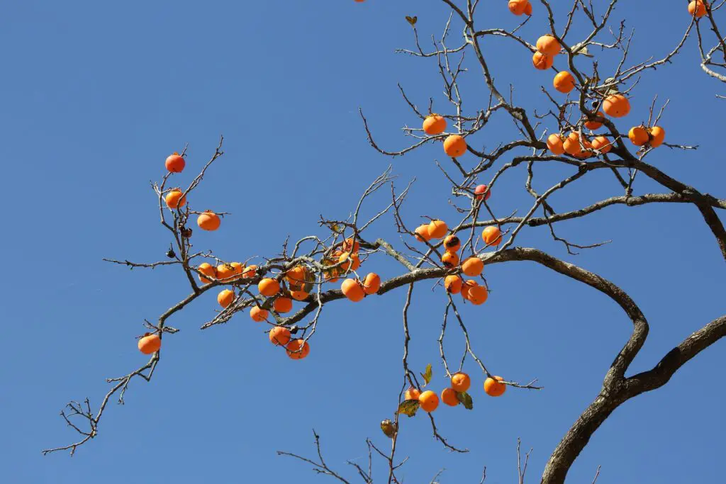 Image of large, dormant persimmon tree loaded with orange persimmons.