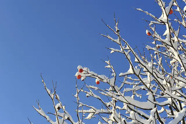 Image of persimmons on a snow-covered tree.
