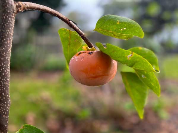 Image of a young Fuyu persimmon tree with a ripening persimmon hanging from it.