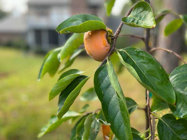 Image of a young Fuyu persimmon tree with orange persimmons with a blurry house in the background.