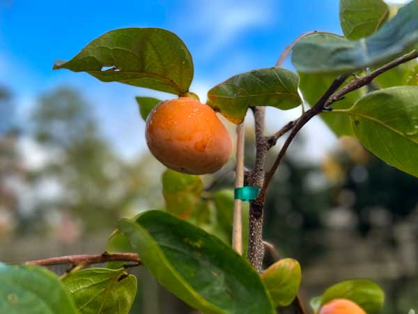 Image of a young, staked Fuyu persimmon tree with two orange persimmons hanging form it, with a blue sky in the background.