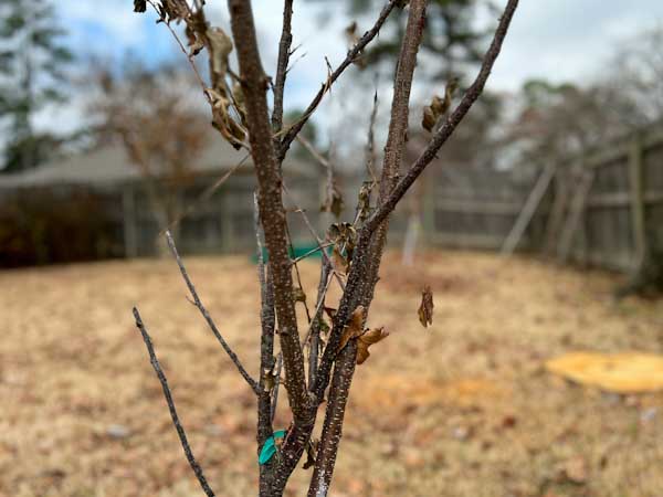 Image of a dormant fruit tree before pruning, with branches that are crossing and too close together.