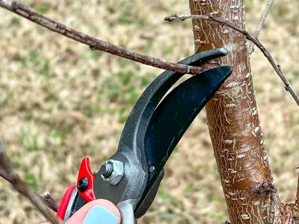 Image of pruning a 1/4-inch branch close to where it connects to the trunk of the peach tree.