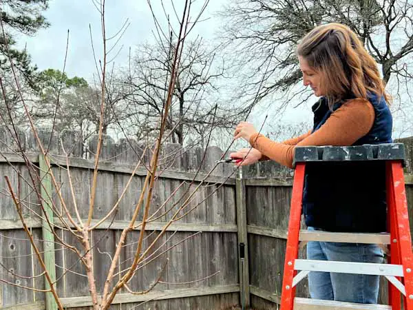 Image of a woman with pruning shears, trimming a long tall branch at the top of a leafless peach tree.
