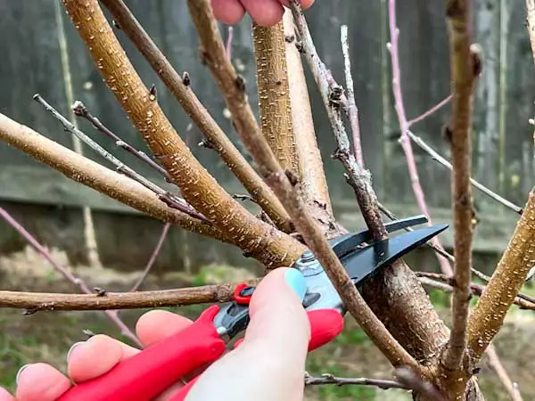 Image of pruning a dead, inward-growing branch on a dormant peach tree.