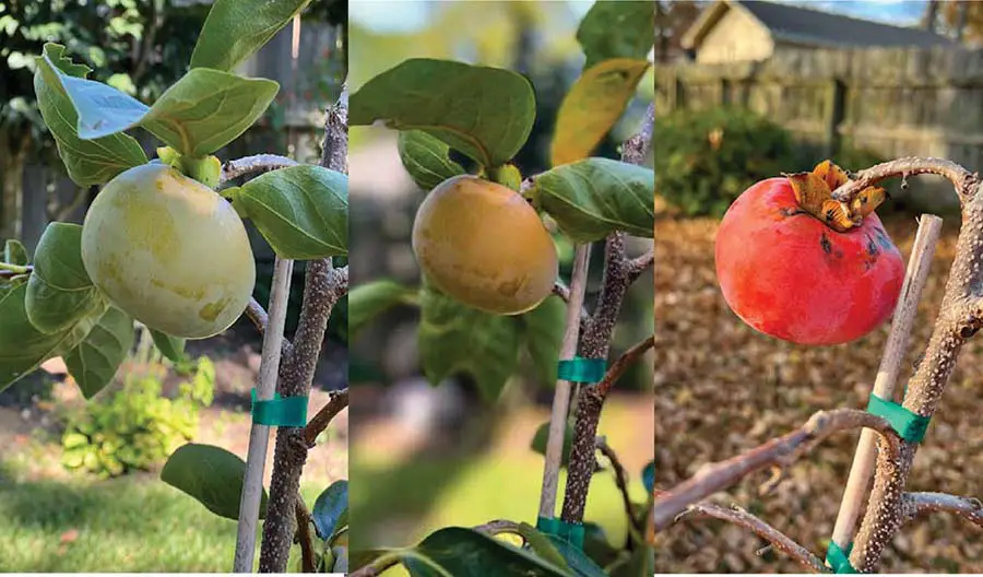 Image of the same Fuyu persimmon ripening and changing color throughout the season. On the left, the persimmon is green, in the middle, yellow-orange, and on the right it is fully red-orange.