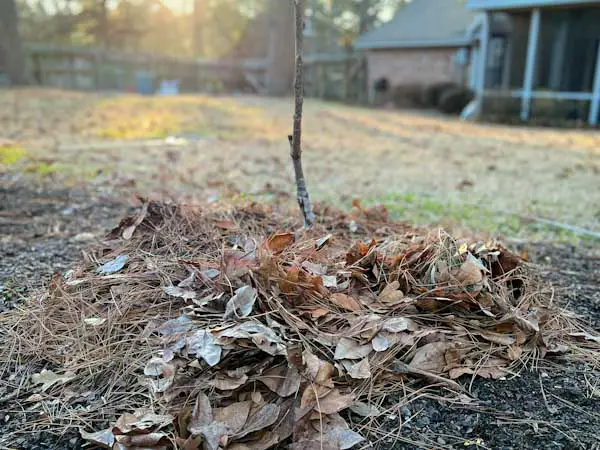 Image of a thick mulch of leaves and pine needles surrounding a young persimmon tree sapling in the winter.